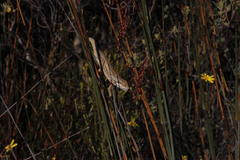 Bradypodion gutturale