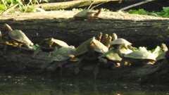 Graptemys pseudogeographica