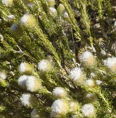 Phylica nigromontana
