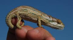 Bradypodion gutturale