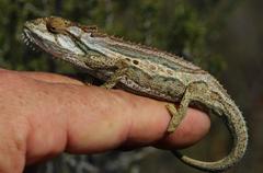 Bradypodion gutturale