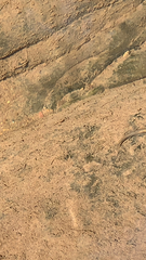 Rhinichthys atratulus