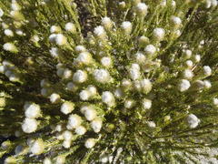 Phylica nigromontana