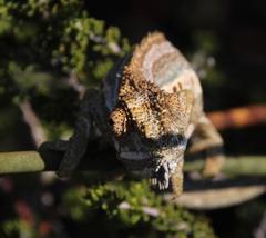 Bradypodion gutturale