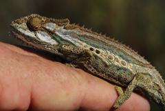 Bradypodion gutturale