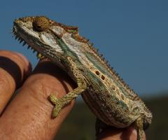 Bradypodion gutturale