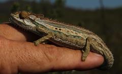 Bradypodion gutturale