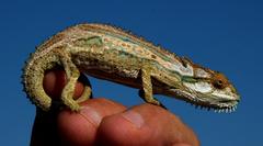 Bradypodion gutturale