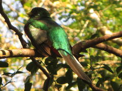 Apaloderma narina narina