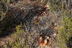 Pronolagus saundersiae