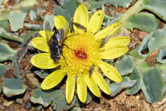 Othonna auriculifolia