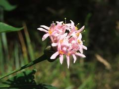 Dais cotinifolia