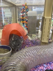 Chinchilla chinchilla
