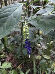 Monnina tenuifolia