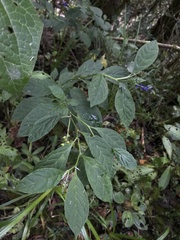 Monnina tenuifolia