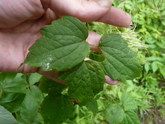 Neolasioptera clematidis