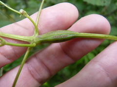 Neolasioptera clematidis