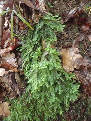 Plagiochila trispicata