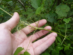 Neolasioptera clematidis