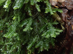 Plagiochila trispicata