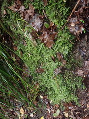 Plagiochila trispicata
