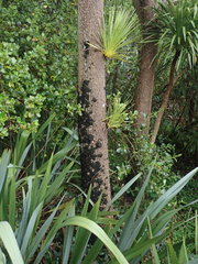 Leptogium coralloideum