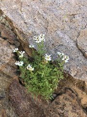 Perityle coronopifolia