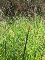 Eleocharis limosa