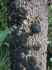 Leptogium coralloideum