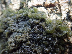 Leptogium coralloideum