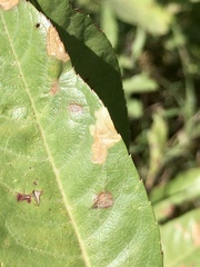 Coleophora umbratica