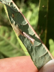 Coleophora umbratica