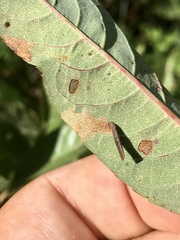 Coleophora umbratica