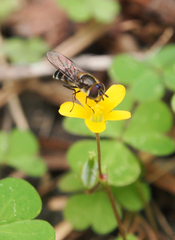 Betasyrphus serarius