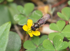 Betasyrphus serarius