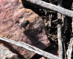 Australoechus megaspilus