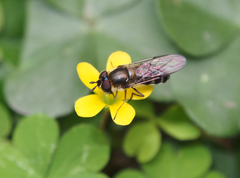 Betasyrphus serarius
