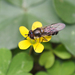 狹帶貝蚜蠅 - Photo 由 Sunnetchan 所上傳的 (c) Sunnetchan，保留部份權利CC BY-NC-ND