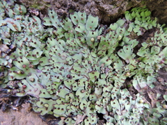 Plagiochasma rupestre rupestre