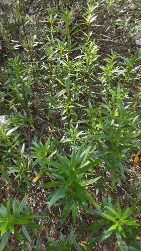 Cistus ladanifer image