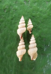 Etrema bicolor