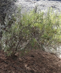 Cistus ladanifer image