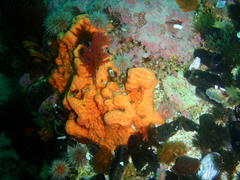 Pentacta doliolum