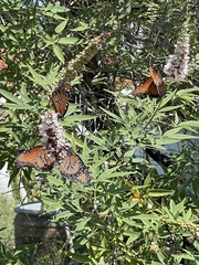 Danaus gilippus