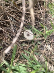 Leucocoprinus brebissonii