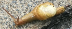 Helicarionidae