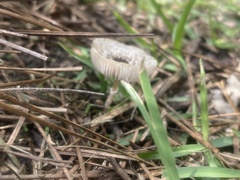 Leucocoprinus brebissonii