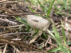 Leucocoprinus brebissonii