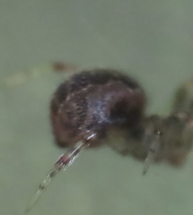 Anelosimus studiosus