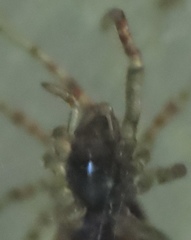 Anelosimus studiosus